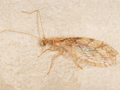 Micromus paganus